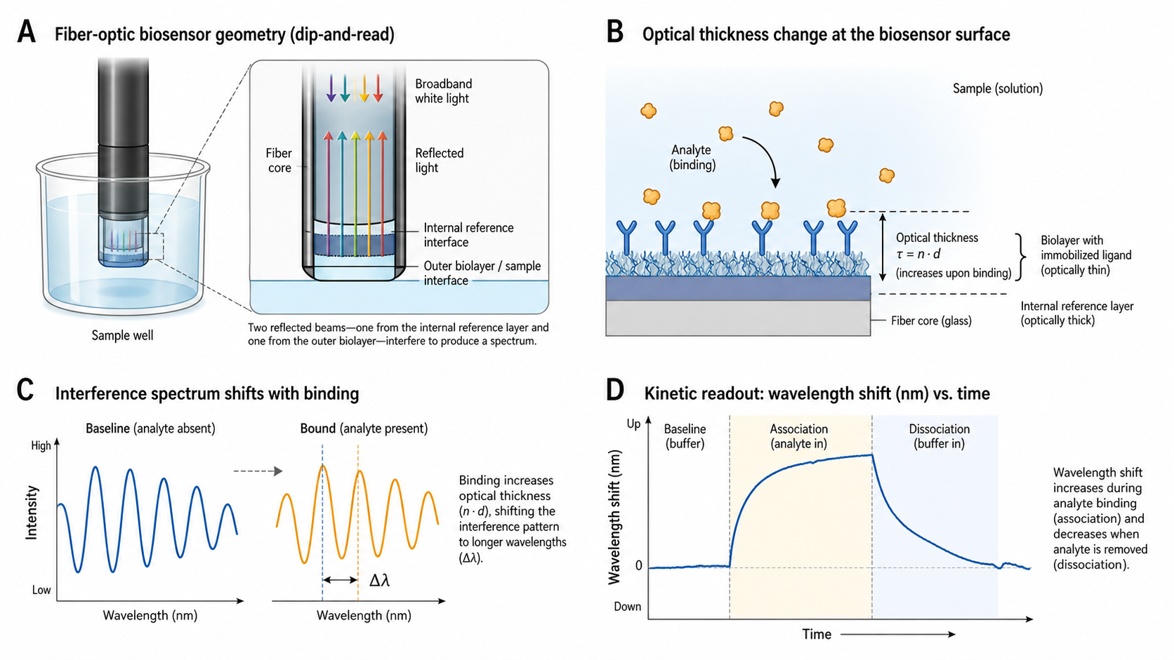 Figure 1 schematic explaining bio-layer interferometry: white-light reflection from a fiber-optic biosensor tip, interference between reference and bio-layer reflections, wavelength shift on binding, and kinetic sensorgram readout