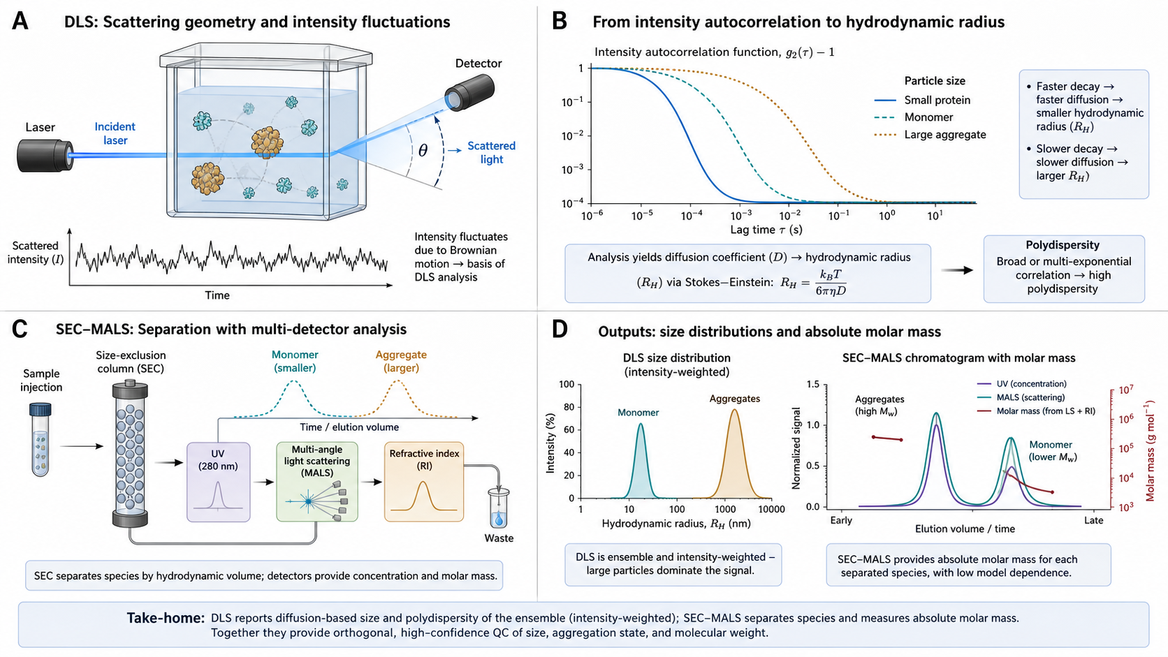 Figure 1 schematic explaining DLS and SEC-MALS: light scattering geometry, intensity autocorrelation to hydrodynamic radius, SEC separation with MALS and RI detectors, and size and molar-mass outputs
