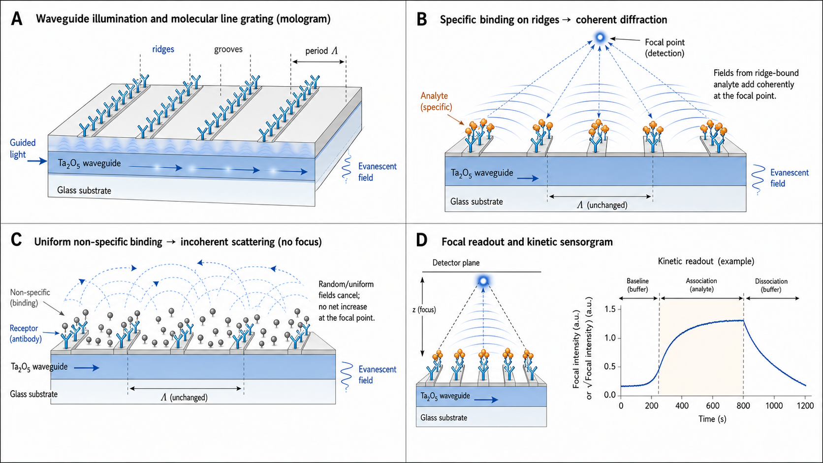 Figure 1 schematic explaining focal molography: Ta2O5 waveguide illumination of ridge and groove molecular line patterns, coherent diffraction from specific analyte binding, uniform non-specific binding rejection, and focal kinetic readout