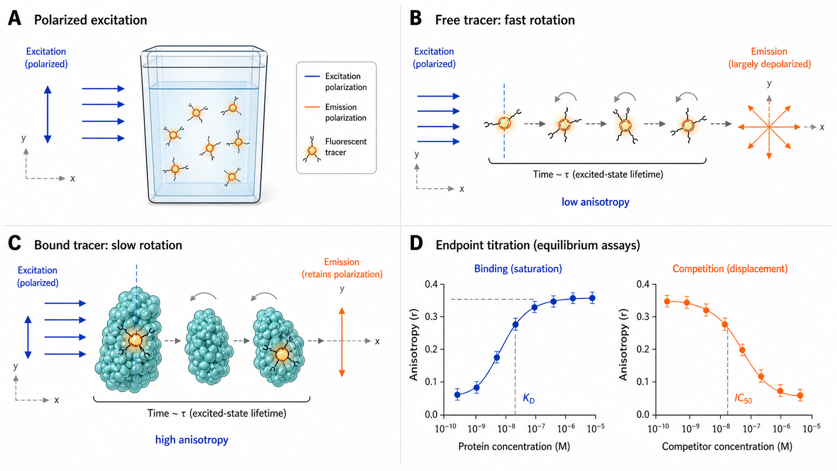 Figure 1 schematic explaining fluorescence polarization and anisotropy: polarized excitation, fast rotation of free tracer, slow rotation of protein-bound tracer, polarization readout, and binding curve analysis
