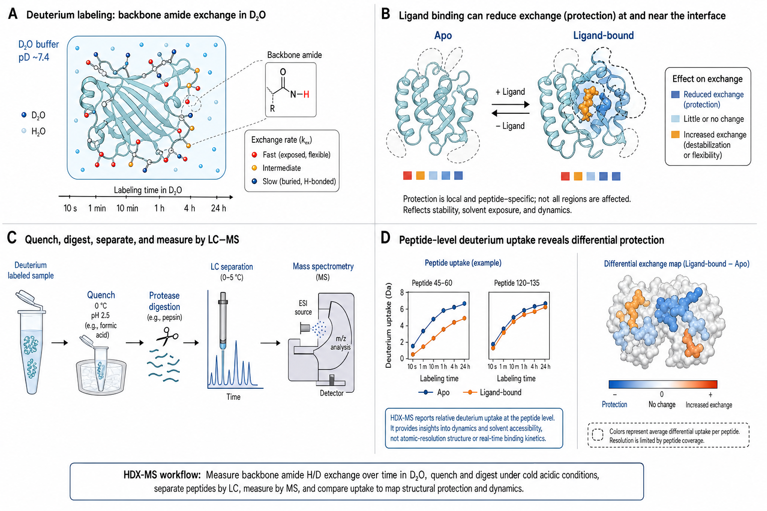 Figure 1 schematic explaining hydrogen-deuterium exchange mass spectrometry: backbone amide exchange in D2O, ligand protection, cold quench and digestion, LC-MS readout, and peptide-level deuterium uptake mapping