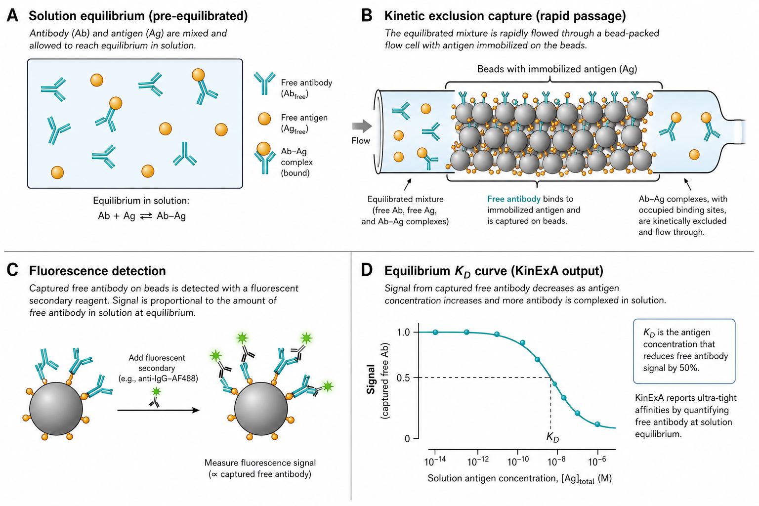Figure 1 schematic explaining kinetic exclusion assay: solution pre-equilibrium of antibody and antigen, rapid bead-column capture of free antibody, fluorescent detection of captured antibody, and decreasing equilibrium KD curve