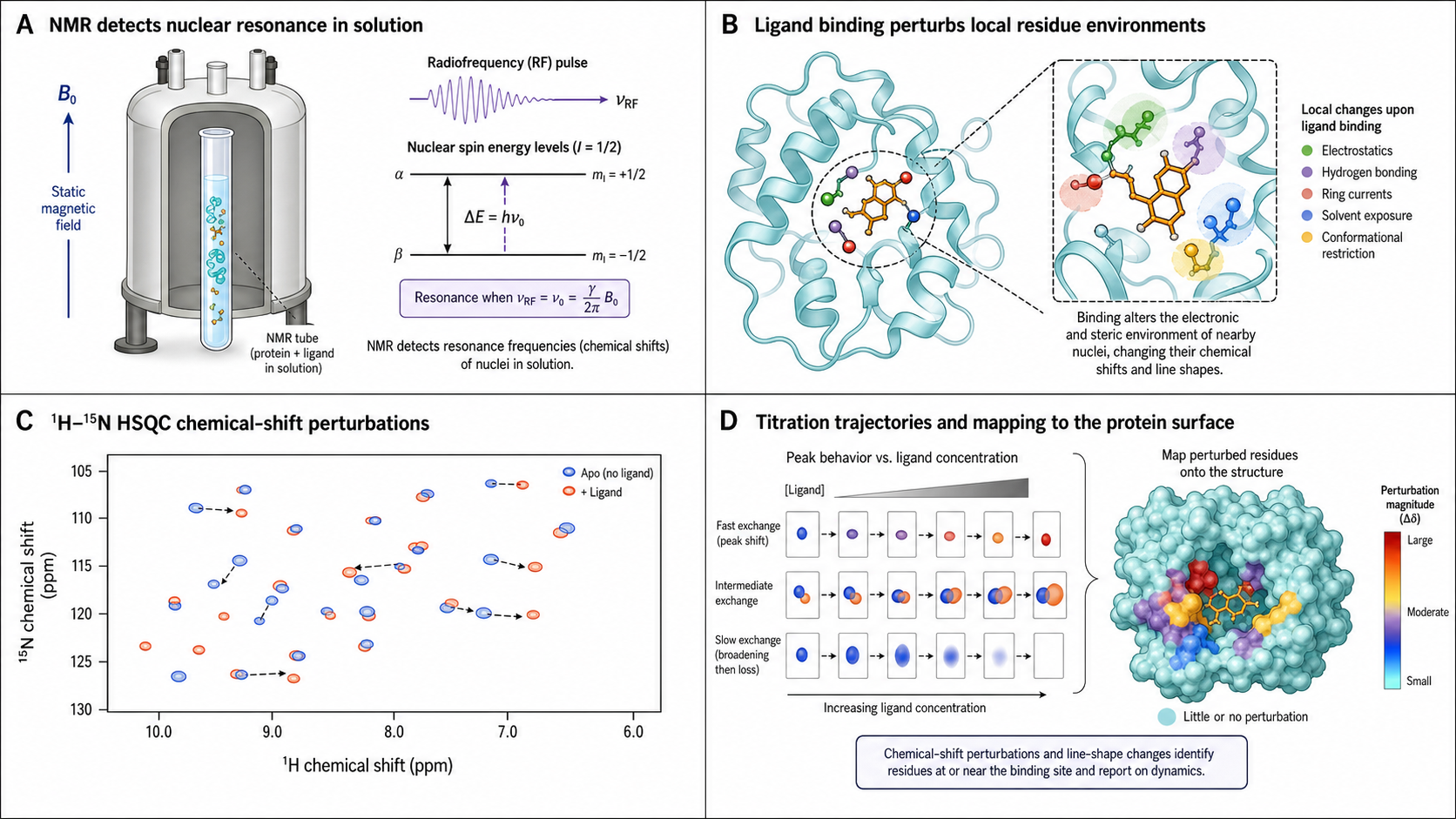 Figure 1 schematic explaining biomolecular NMR spectroscopy: NMR tube in a magnetic field, ligand-induced residue perturbations, HSQC chemical-shift changes, and mapping perturbed residues onto a protein surface