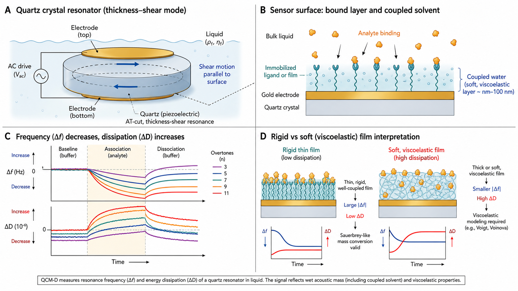 Figure 1 schematic explaining QCM-D: thickness-shear quartz resonator geometry, bound layer with coupled solvent, frequency and dissipation shifts, and rigid versus soft film interpretation