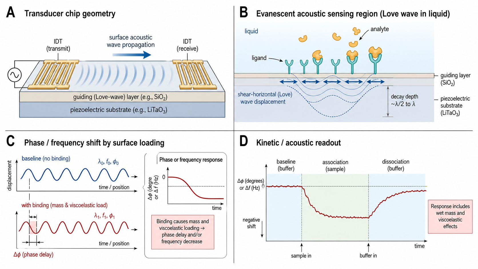 Figure 1 schematic explaining SAW biosensors: interdigitated transducers launching a Love wave, liquid-phase shear-horizontal sensing at the surface, phase or frequency shift from surface loading, and kinetic acoustic readout
