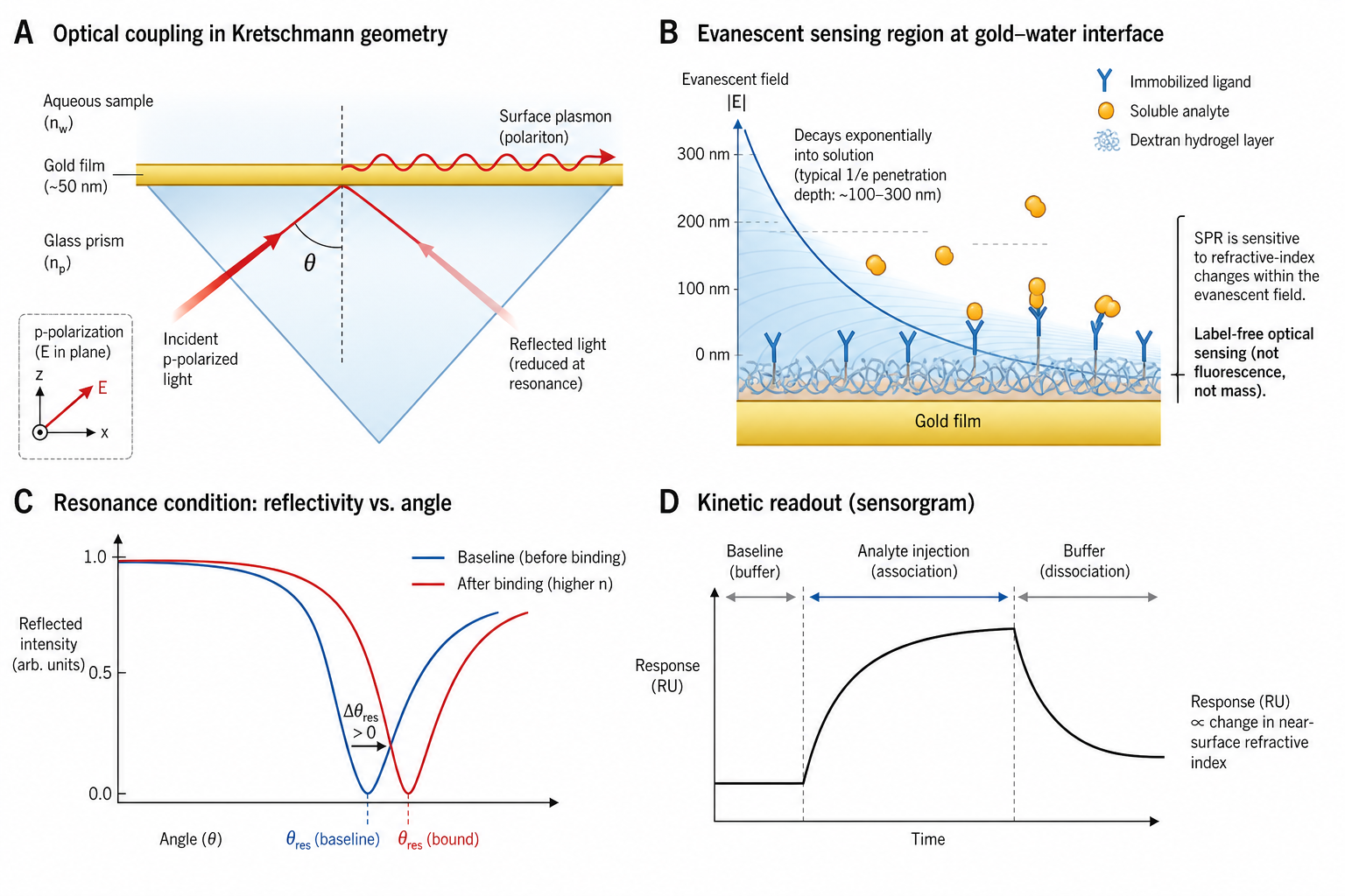 Figure 1 schematic explaining surface plasmon resonance coupling, evanescent sensing, resonance-angle shift, and kinetic sensorgram readout