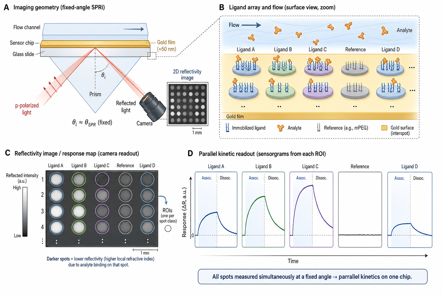 Figure 1 schematic explaining SPR imaging: fixed-angle prism-coupled reflectivity imaging, ligand spot arrays, ROI response maps, and parallel kinetic sensorgram readouts
